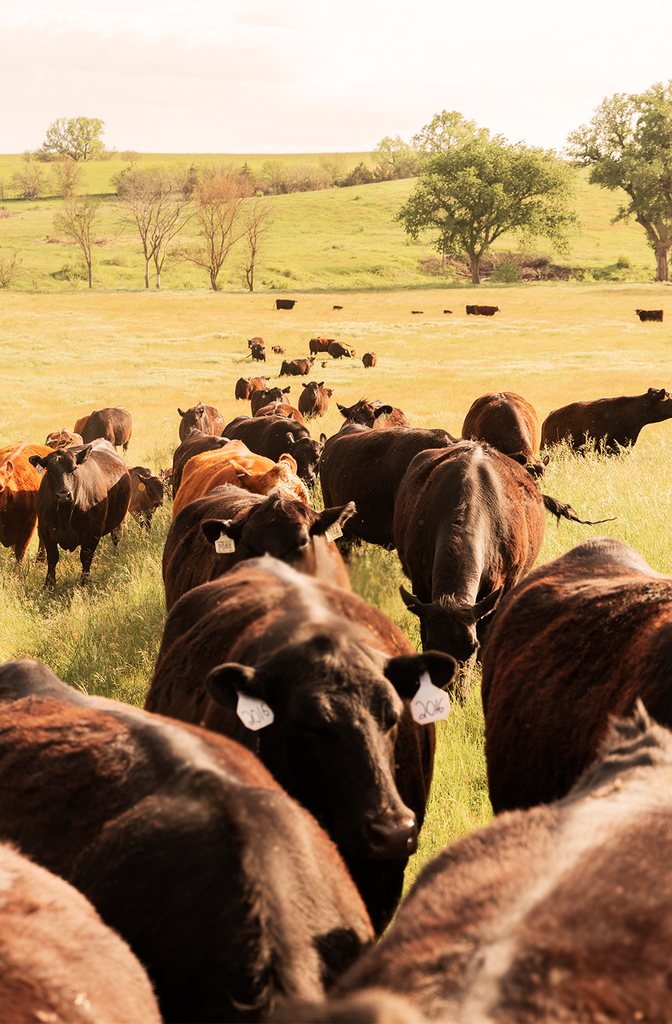 Exploring the History of Wagyu: From Japanese Tradition to American Tables