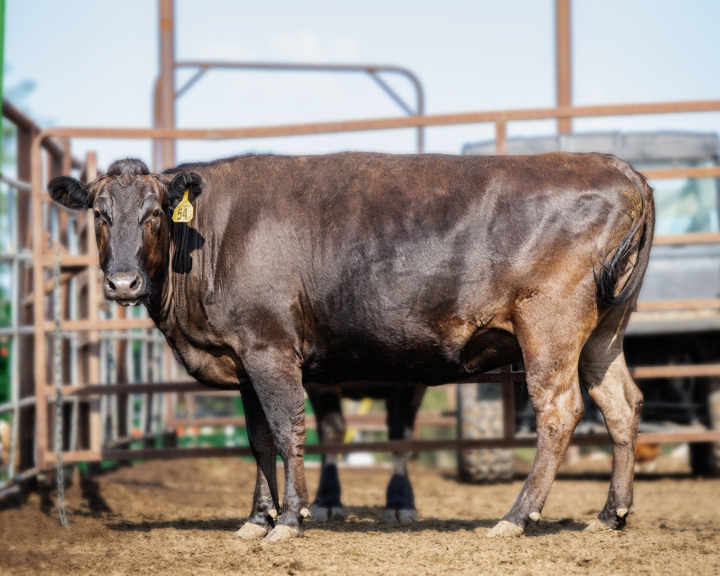 Why Local Matters: The Benefits of Buying Nebraska-Raised Wagyu