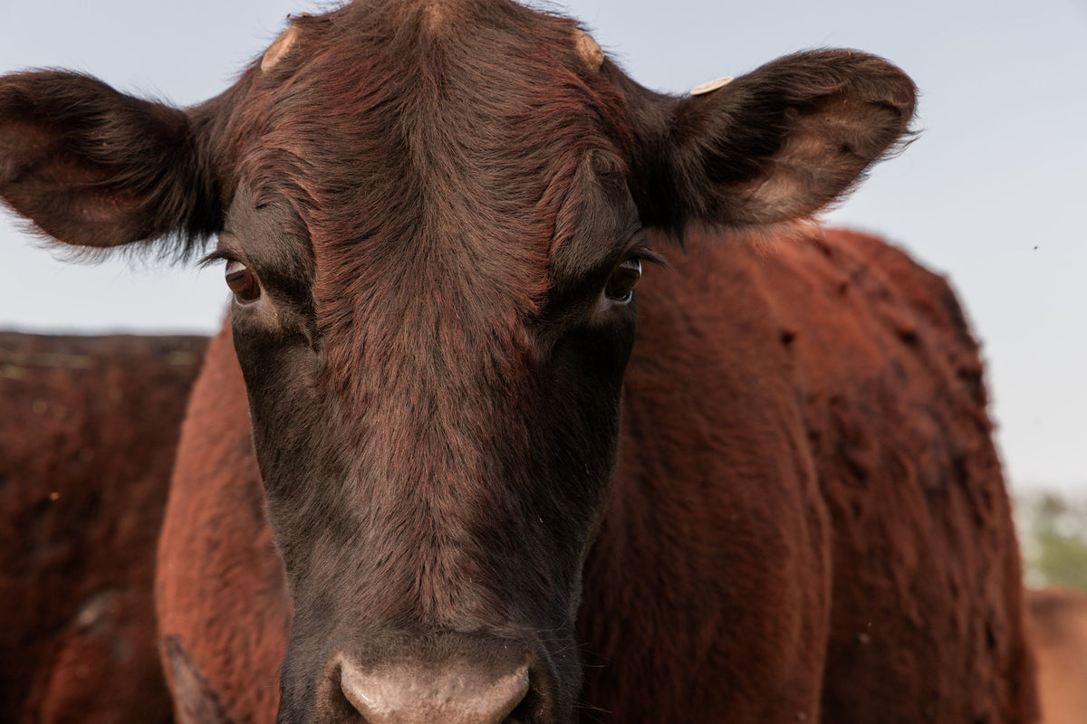 Breeding Wagyu Cattle What Makes a Champion Herd Page 18 Plum