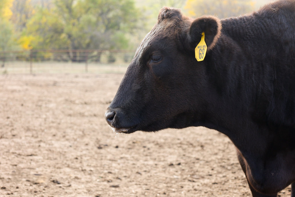 The Yearling Stage: Focused Nutrition and Care