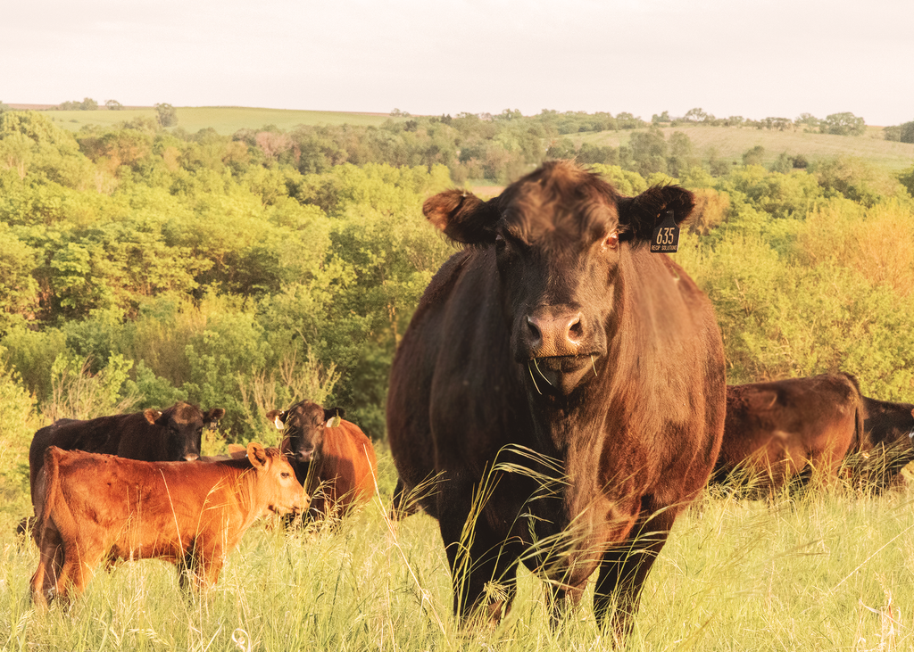 The Wagyu Revolution: How This Premium Beef Is Changing the American Culinary Landscape