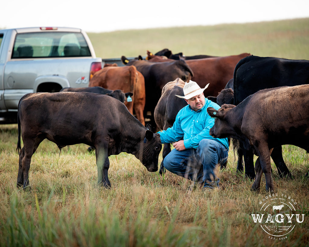 From Ranch to Table: The Journey of Plum Creek Wagyu Beef