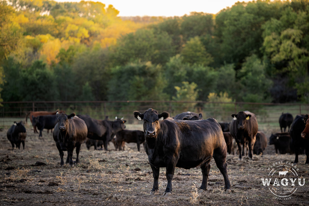 The Benefits of Feeding Corn Silage to Wagyu Cattle