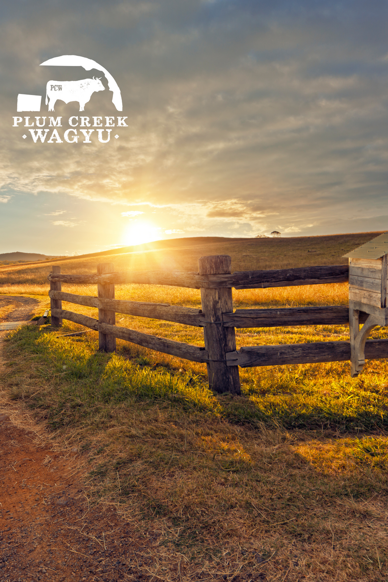 Wagyu Cattle: A Day in the Life on the Ranch – Plum Creek Wagyu