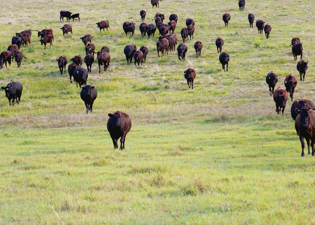 Why Wagyu is Eco-Friendly: The Sustainability of Japanese Cattle Farming